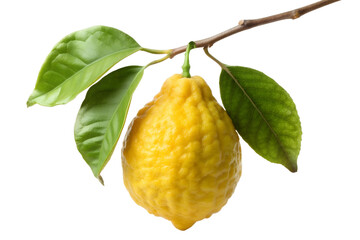 Twig with Hanging Citron Etrog Fruits and Leaves Isolated on White Transparent Background, PNG Element