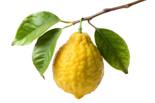 Twig with Hanging Citron Etrog Fruits and Leaves Isolated on White Transparent Background, PNG Element