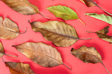 Dried Brown Leaves on Red Background