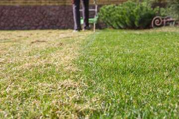 Scarification of the lawn. Combing dry grass with a scarifier.