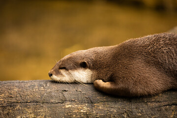 otter sleeping