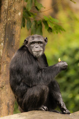 chimpanzee eating