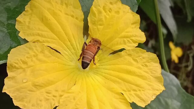 Honey Bee collect nectar and pollen from luffa cylindrica flower.Honey Bee on sponge gourd flower