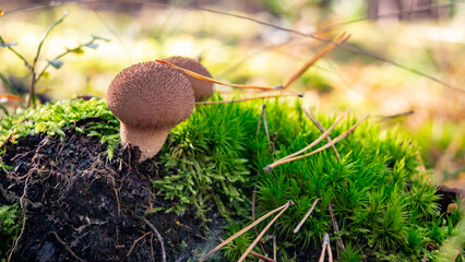 Grzyb trujący © Grzegorz