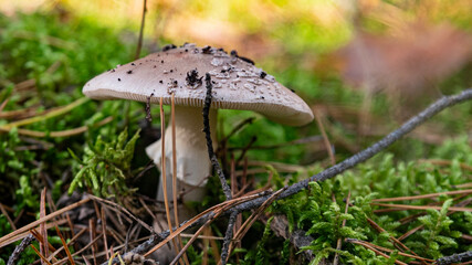 biały grzyb © Grzegorz