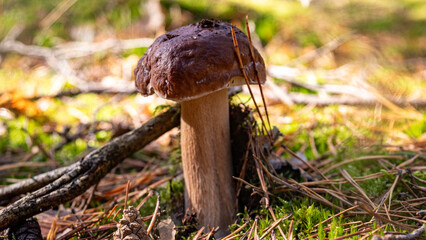 prawdziwek © Grzegorz