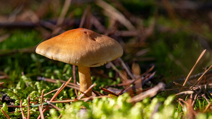 Grzyb torujący  © Grzegorz