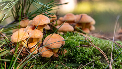 grzyby trujące © Grzegorz