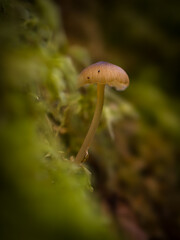 Mushroom in the moss of a tree.
