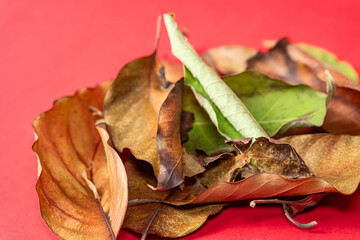 Dried Brown Leaves on Red Background
