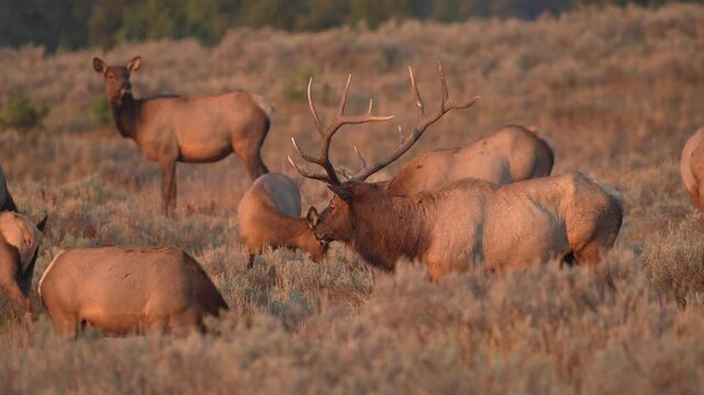 Bull elk watching his harem of cows during the rutting season Yellowstone.