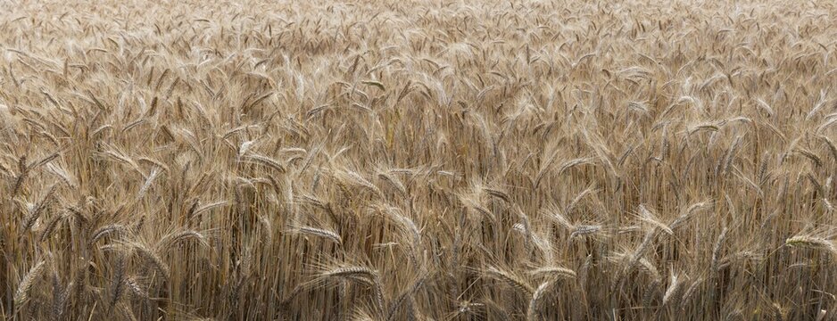 Field with wheat at Rugen. East Germany. Mecklenburg Vorpommern. Panorama.