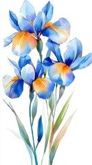 Fototapeta premium Blue iris flowers with vibrant petals on white background.