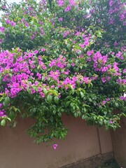 pink flowers in a garden