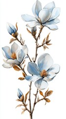 Magnolia flowers with soft blue hues, white isolated background.