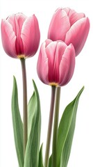 Pink tulips with green leaves on a white isolated background.