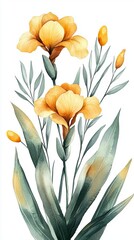 Yellow iris flowers with green leaves, white isolated background.