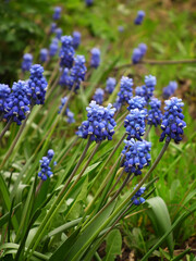 Blooming Muscari (grape hyacinth) in spring season. Blue flowers close-up