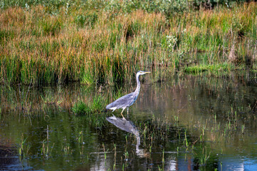 A heron stands in a small lake