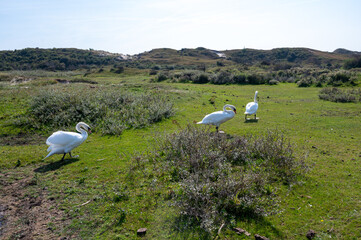 Swans on a meadow