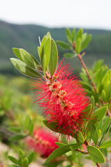 Macro Beauty: Red Bottle Brush Flower