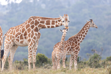 Netzgiraffe mit Baby in Kenia