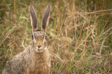 Afrikanischer Hase