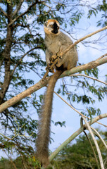 Lémur à front roux, femelle et jeune, Eulemur rufus, Madagascar