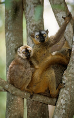 Lémur à front roux, femelle et jeune, Eulemur rufus, Madagascar