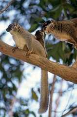 Lémurien, Lémur brun, femelle,  Eulemur fulvus,. Madagascar