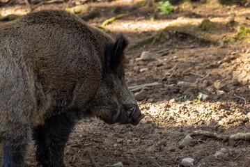 Wildschwein (Sus scrofa)