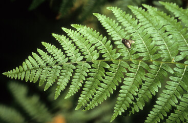 Athyrium filix femina, Fougère femelle, Lucilia caesar, Mouche verte