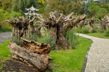 olivier mort, olea europaea, palais,  jardin Chinois, les jardins du monde, Pairi Daiza , Domaine de Cambron, Brugelette, Belgique