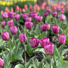 Fototapeta premium Colorful purple tulips and green foliage growing in abundance in a spring garden