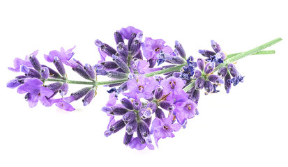 Lavender flower sprigs isolated on a white background. Bunch of fresh lavenders.