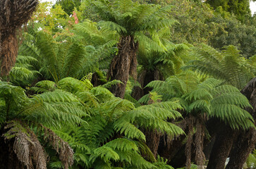 fougère arborescente,.dicksonia antarctica, jardin Australien, les jardins du monde, Pairi Daiza, Domaine de Cambron, Brugelette, Belgique