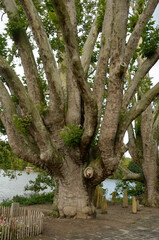 platane commun, platanus x acerifolia