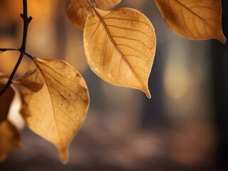 Obraz premium dry autumn leaves with wood blur background