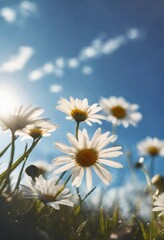daisy against blue sky background 