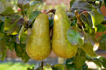 poirier, Conférence, pyrus communis, en espalier