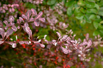 Epine vinette de Thunberg, berberis thunbergii 'Harlequin'
