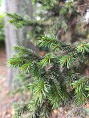 pine needles