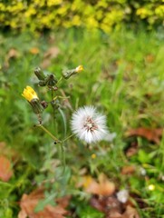 bee on a dandelion