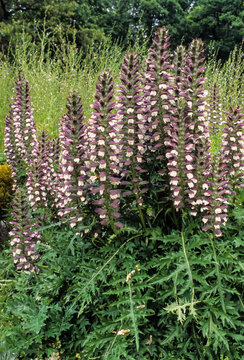 acanthe molle, Acanthus mollis