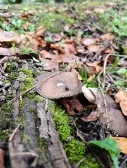Mushrooms in the forest 