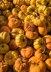 Lots orange pumpkins. Pumpkin background. Bountiful fall harvest.