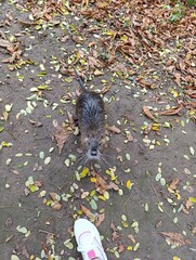 Nutria in the wild 