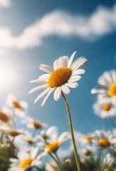 daisy against blue sky background 