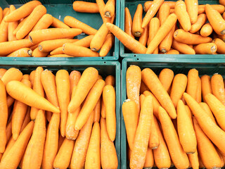 Closeup of the organic carrot in the plastic crate.