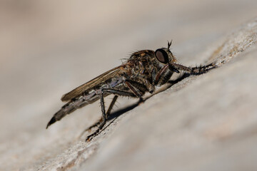 Detalle de mosca asesina asilidae sobre piedra, Alcoy, España